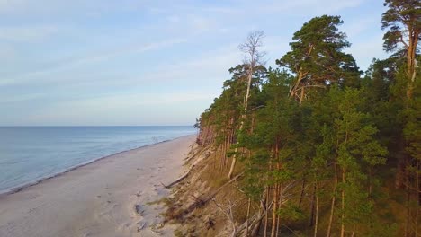 Beautiful-aerial-establishing-view-of-Baltic-sea-coast-on-a-sunny-evening,-golden-hour,-beach-with-white-sand,-broken-pine-trees,-coastal-erosion,-climate-changes,-wide-angle-drone-shot-moving-forward