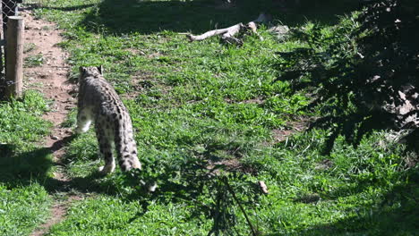 a-jaguar-walks-on-a-grassy-field-below-a-tree-in-a-zoo
