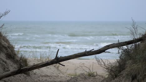 Idyllic-view-of-empty-Baltic-sea-coastline,-steep-seashore-dunes-damaged-by-waves,-white-sand-beach,-broken-pine-tree-in-foreground,-coastal-erosion,-climate-changes,-medium-shot