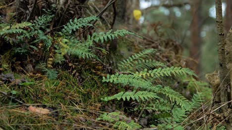 Green-fern-leaves-swaying-in-wind,-pine-tree-forest-in-autumn,-autumn-season-concept,-shallow-depth-of-field,-mystical-forest-background,-closeup-shot