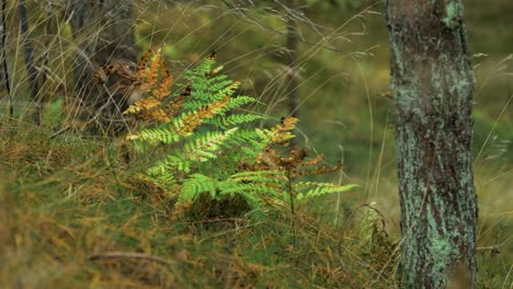 Fern-leaves-swaying-in-wind,-pine-tree-forest-in-autumn,-autumn-season-concept,-shallow-depth-of-field,-mystical-forest-background,-distant-medium-shot