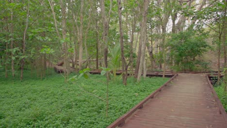 Wooden-walkway-in-the-rainforest