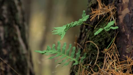 Fern-leaves-swaying-in-wind,-pine-tree-forest-in-autumn,-autumn-season-concept,-shallow-depth-of-field,-mystical-forest-background,-closeup-shot