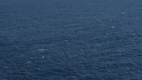 Aerial-shot-of-dolphin-jumping-in-the-sea
