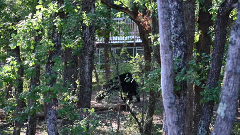 a-black-bear-is-far-away-behind-trees-wanting-to-eat