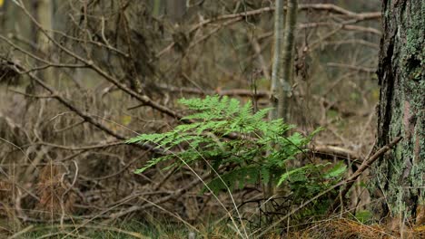 Green-fern-leaves-swaying-in-wind,-pine-tree-forest-in-autumn,-autumn-season-concept,-shallow-depth-of-field,-mystical-forest-background,-medium-distant-shot