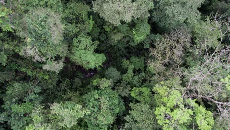 Dschungelstrom,-Der-Zwischen-Bäumen-Im-üppigen-Regenwald,-Costa-Rica-Fließt