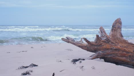 Idyllic-view-of-empty-Baltic-sea-coastline,-steep-seashore-dunes-damaged-by-waves,-white-sand-beach,-broken-pine-tree-log-with-roots-in-foreground,-coastal-erosion,-climate-changes,-medium-shot