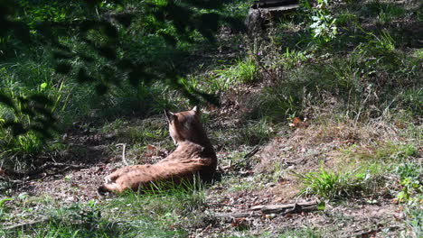 a-lynx-is-lying-on-grass-looking-in-the-forest-in-his-enclosure,-french-zoo