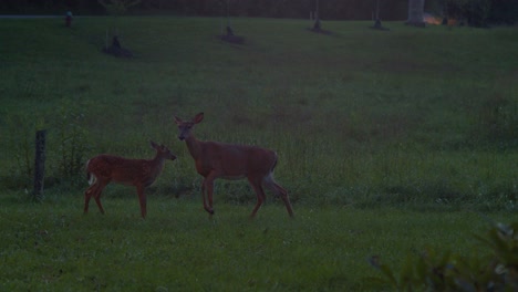 White-tail-Fawn-playing-near-Doe-and-trying-to-drink-milk-at-dusk
