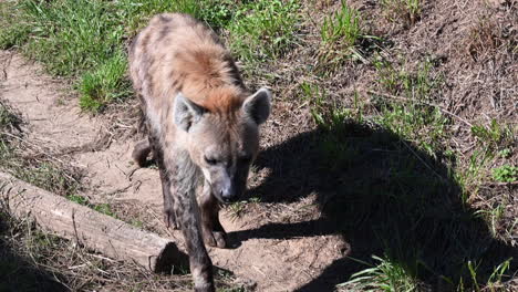 a-hyena-walks-on-earth-and-grass-to-join-the-shadow,-french-zoo