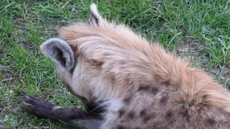 Eine-Hyäne-Leckt-Ihre-Pfoten-Und-Liegt-Im-Gras