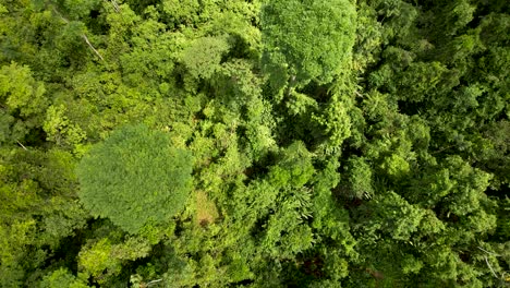 Sonnendurchflutete,-üppige,-Hellgrüne-Bäume-Im-Regenwald-Dschungel-In-Costa-Rica
