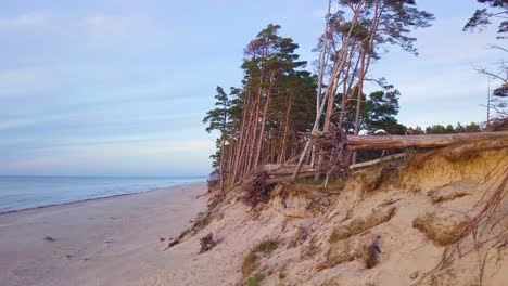 Beautiful-aerial-establishing-view-of-Baltic-sea-coast-on-a-sunny-evening,-golden-hour,-beach-with-white-sand,-coastal-erosion,-climate-changes,-broken-pine-trees,-wide-angle-drone-shot-moving-forward