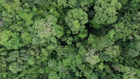 Dense-jungle-canopy-of-lush-rainforest-trees-in-La-Fortuna,-Costa-Rica