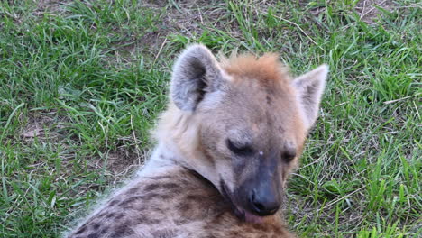 a-hyena-licks-its-back-in-a-grass-field,-animal-in-a-zoo