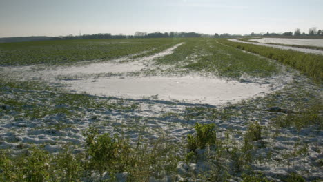 Belgian-countryside-in-winter-with-melting-snow-and-grass-on-a-sunny-day