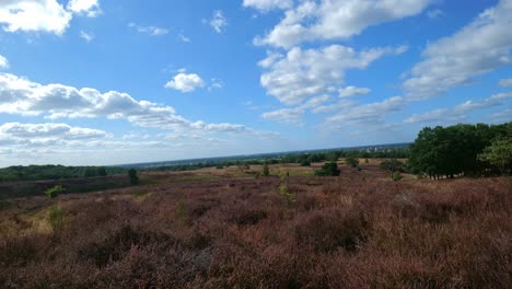 Static-TImelapse-Shot-Of-Flowering-Heather-Mookerheide-Landscape-With-Clouds-Rolling-Past