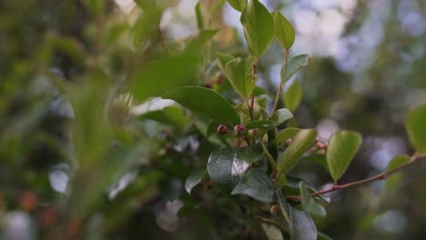 Close-up-of-green-leaves-and-tiny-flower-buds-on-a-tree-with-bokeh-from-a-blurred-forest-in-background
