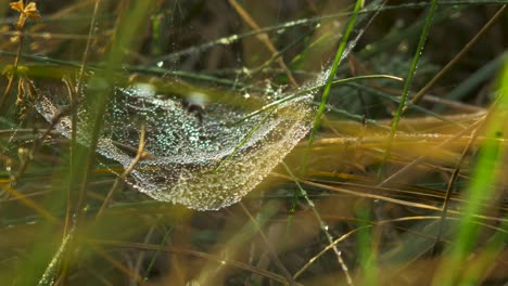 Trapping-spider-web-covered-with-morning-dew,-placed-in-meadow-between-stalks,-misty-day-on-an-autumn-meadow,-closeup-shot-moving-slowly-in-the-wind