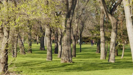 A-public-park-with-green-meadows-and-trees-with-very-few-people-in-the-background-on-a-sunny-day-in-the-spring-season,-handheld-shot-with-a-narrow-field-of-view
