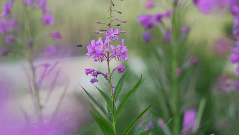 Honigbiene,-Die-Nektar-Von-Einer-Purpurvioletten-Blume-Mitten-In-Einem-Hohen-Grünen-Grasfeld-In-Einem-Landschaftsgelände-Von-Goldenem-Britischem-Kolumbien-Kanada-Sammelt