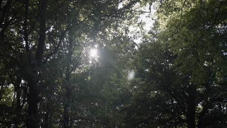 Camera-tracking-under-the-trees-pointed-towards-the-branches,-sun-at-some-points-shines-through-the-trees