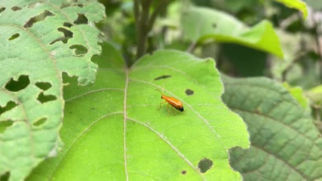 Orangefarbenes-Insekt,-Das-Auf-Beschädigten-Grünen-Pflanzenblättern-Herumläuft