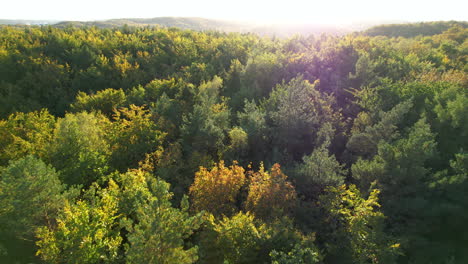 Aerial-shot-tracking-backwards-revealing-more-and-more-of-this-beautiful-forest-with-fall-colours-in-full-swing