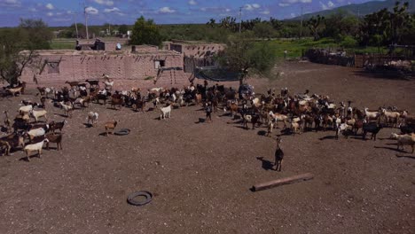 Herd-of-chivas-of-different-colors-in-rural-area-in-Mexico-on-a-sunny-day