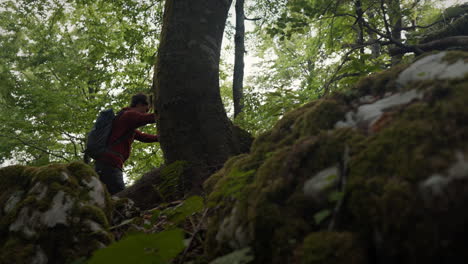 Camera-tracking-a-young-hiker-climbing-in-the-forest-up-a-big-rocks,-covered-with-moss-and-tree-roots