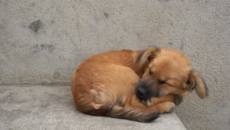 A-dog-sleeping-in-the-old-village-on-Antigua,-at-the-base-of-the-Acatenango-volcano