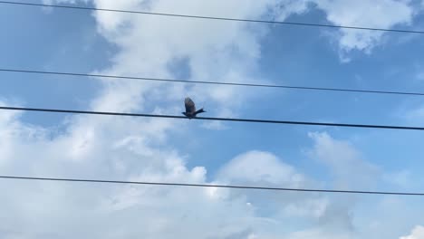 Statische-Ansicht-Eines-Kuckucksvogels-Auf-Elektrischen-Kabeln,-Die-Vom-Wind-Bewegt-Werden