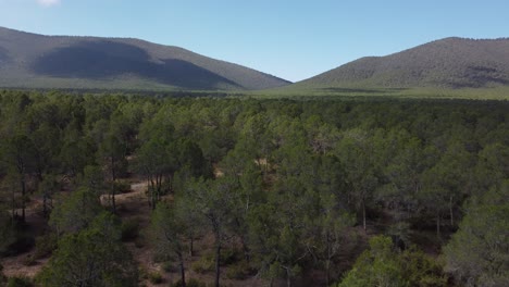 Bosque-De-árboles-Verdes-En-Un-Día-Soleado-Con-Colinas-En-El-Fondo,-Disparo-Vertical-De-Drones