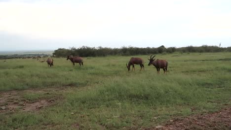 Antelopes-eating-grass-in-Maasai-Mara-National-Reserve-in-Kenya,-Africa