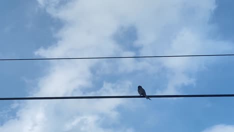 Bird-Perched-On-Overhead-Powerline-Against-Blue-Skies-And-Clouds