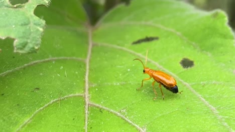 Macro-detail-close-up-of-Pumpkin-beetle-wondering-on-top-of-green-leaf-crop