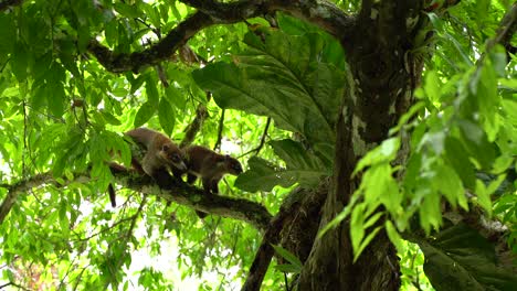 Animals-fighting-over-some-fruits-on-a-tree-in-Guatemala,-Tikal-Maya-site