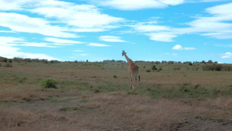 Eine-Einsame-Giraffe-Läuft-Unter-Strahlend-Blauem-Himmel-über-Die-Grünen-Ebenen-Der-Afrikanischen-Savanne