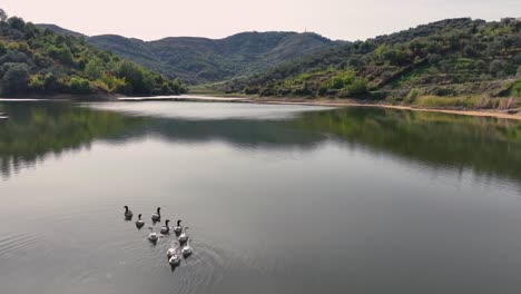 A-family-of-ducks-swimming-across-a-calm-mountain-lake