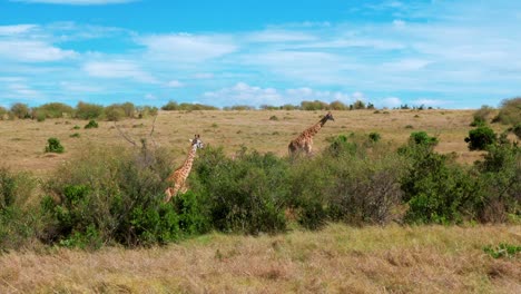 Dos-Jirafas-Se-Paran-Entre-Los-Arbustos-De-Acacia-En-Un-Parque-De-Vida-Silvestre-En-Kenia