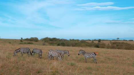 Eine-Herde-Zebras-Und-Ein-Impala-Im-Hintergrund-In-Der-Savanne-Kenias