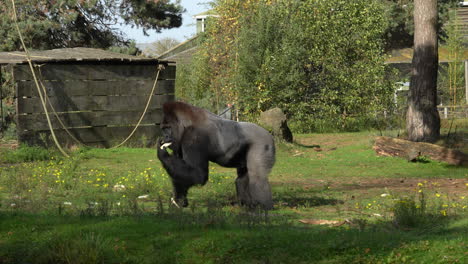 Gorilla-Picking-Up-Food-Thrown-On-The-Ground-At-Safaripark-Beekse-Bergen-In-The-Netherlands