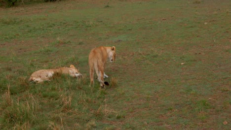 Zwei-Löwinnen-Liegen-Im-Gras-Der-Afrikanischen-Savanne