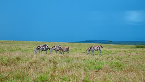 Un-Pequeño-Grupo-De-Cebras-Pastando-En-La-Hierba-De-La-Sabana-Africana