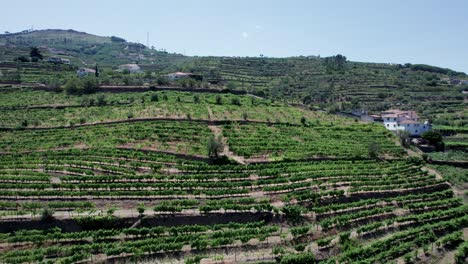 Vineyard-terraces-in-hills-of-Douro-valley-in-Portugal-on-sunny-day