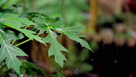 Rain-falling-on-green-plant-leaf