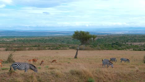 Die-Afrikanische-Savanne-Mit-Zebras-Und-Impalas-In-Freier-Wildbahn-In-Kenia