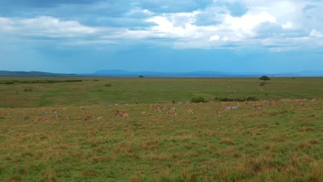 Eine-Große-Herde-Von-Impalas,-Die-In-Den-Afrikanischen-Graslandschaften-Fressen