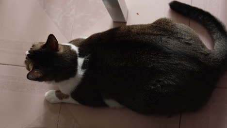 Cat-lying-on-floor